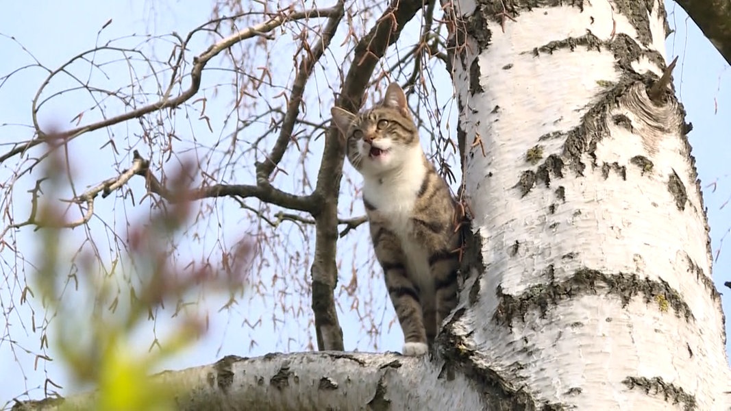 Alternativen zum Töten: Was hilft gegen 75.000 wilde Katzen im Land?