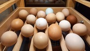 Eier liegen in einer Brut-Station. © Staatliches Naturhistorisches Museum 