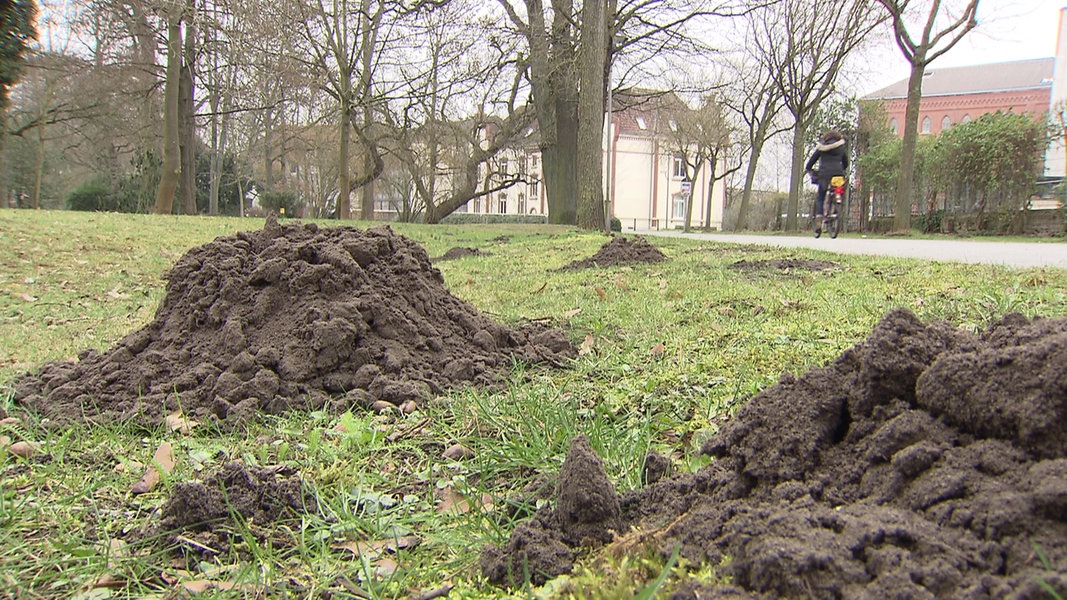 Celles Umstrittener Kampf Gegen Den Maulwurf Ndr De