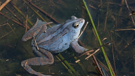 Ein Moorfrosch in der Balzzeit. (2FFAC5), Gekauft am 24.11.24 © Andreas Nöllert/DGHT/dpa Foto: Andreas Nöllert/DGHT