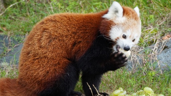 Ein Roter Panda im Zoo Hannover. © Zoo Hannover gGmbH 