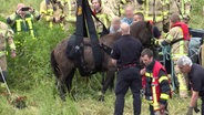 Feuerwehrleute retten ein Pferd mit einem Kran aus der Leine. © HannoverReporter 