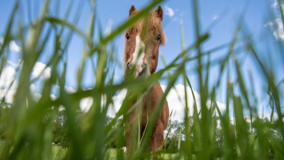 Ein Pferd grast auf einer Weide. © picture alliance/dpa Foto: Boris Roessler