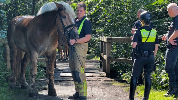 Ein Pferd steht neben einem Feuerwehrmann © Feuerwehr Hannover 