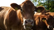 Eine Kuh "lächelt" in die Kamera auf der Weide bei Burgwedel in der Region Hannover. © NDR Foto: Sabrina Bonin