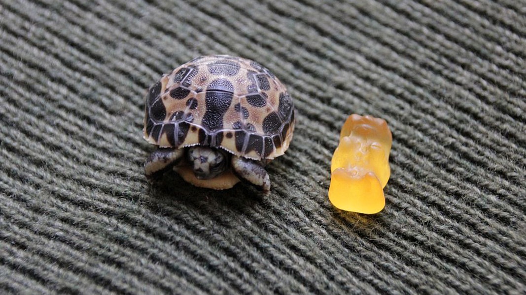 Mini-Schildkröte im Zoo Hannover geschlüpft | NDR.de - Nachrichten