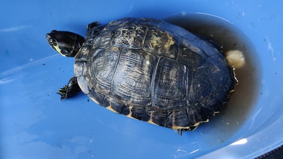 Eine Schildkröte liegt in einer blauen Tiertransportbox. © Polizei Rinteln 