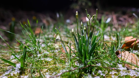 Schneeglöckchen wachsen bei Frosttemperaturen zwischen Schneeresten auf einer Wiese in der Region Hannover. © dpa-Bildfunk Foto: Julian Stratenschulte