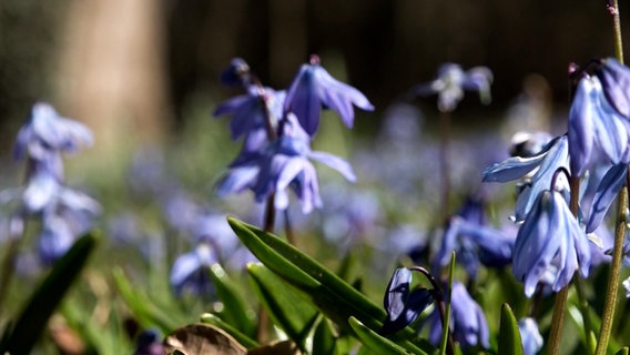 Blausterne blühen am Lindener Berg in Hannover. © TeleNewsNetwork 