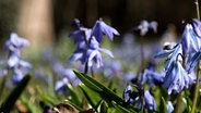 Blausterne blühen am Lindener Berg in Hannover. © TeleNewsNetwork 