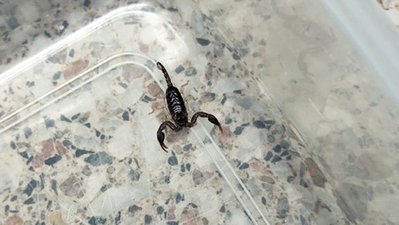 Ein Skorpion wurde zu einer Polizeiwache in Hannover gebracht. © Polizeidirektion Hannover 