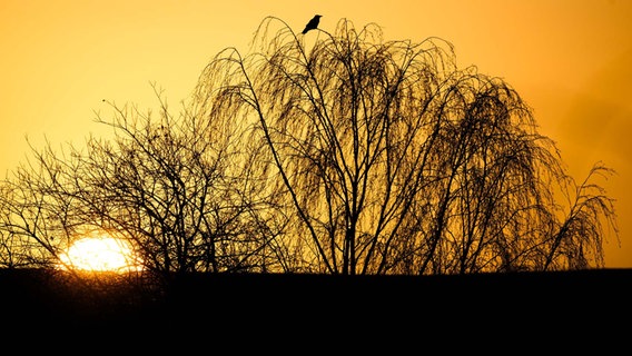 Die Silhouette eines Vogels zeichnet vor dem vom Sonnenaufgang verfärbten Morgenhimmel ab. © dpa Foto: Julian Stratenschulte