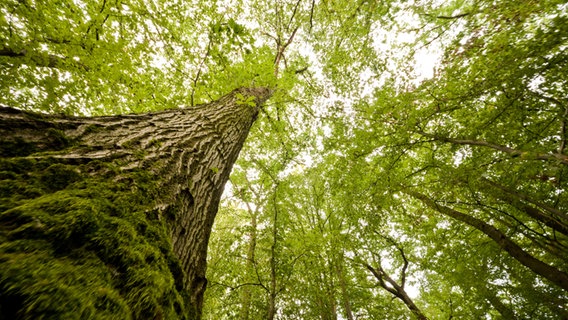 Eine Eiche wächst in einem Mischwald in der Region Hannover. © picture alliance/dpa Foto: Julian Stratenschulte