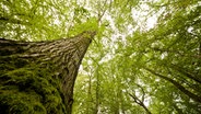 Eine Eiche wächst in einem Mischwald in der Region Hannover. © picture alliance/dpa Foto: Julian Stratenschulte