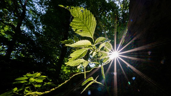 Sonnenlicht fällt in ein Waldgebiet bei Pattensen. © dpa-Bildfunk Foto: Julian Stratenschulte