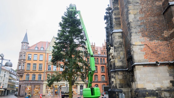 Arbeiter schmücken mithilfe von Hubsteigern den Weihnachtsbaum vor der Marktkirche. © Julian Stratenschulte/dpa Foto: Julian Stratenschulte