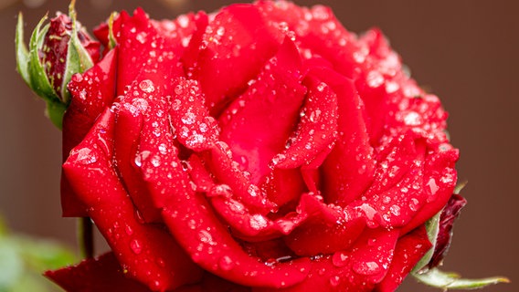 Auf einer roten Rosenblüte sind viele kleine Wassertropfen nach einem Regenschauer hängengeblieben. © NDR Foto: Giesela Seidel