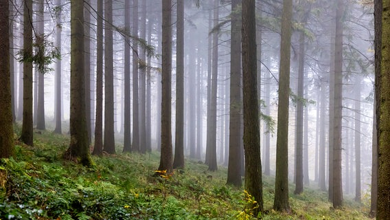 Nebel im Deister © NDR Foto: Detlef Jürges