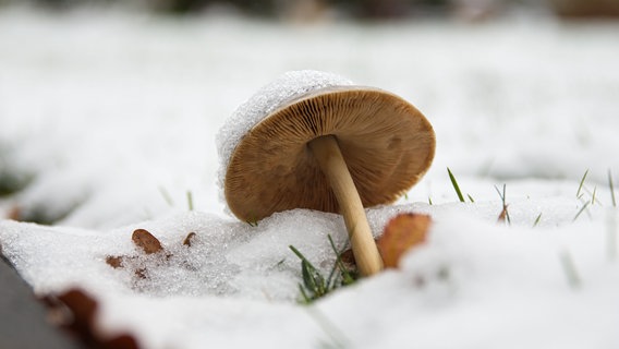 Ein Pilz ist von Schnee bedeckt. © NDR Foto: Angela Domko