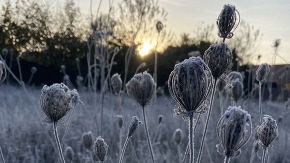 Von Frost überzogene Pflanzen in Lachendorf im Landkreis Celle. © NDR Foto: Hannah Stelzner