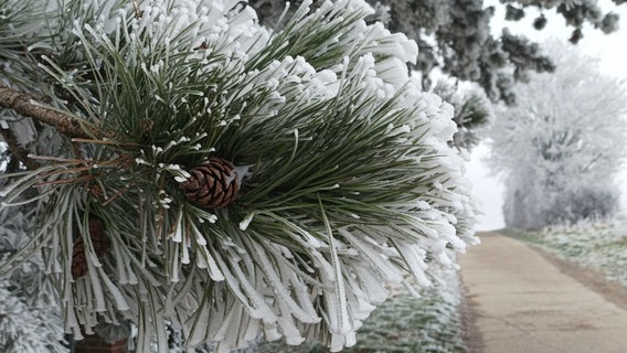 Frost an einem Nadelbaum. © NDR Foto: Nina Schramm