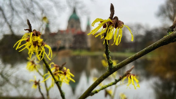 Eine Zaubernuss vor dem neuen Rathaus in Hannover. © NDR Foto: Stefan Gerking