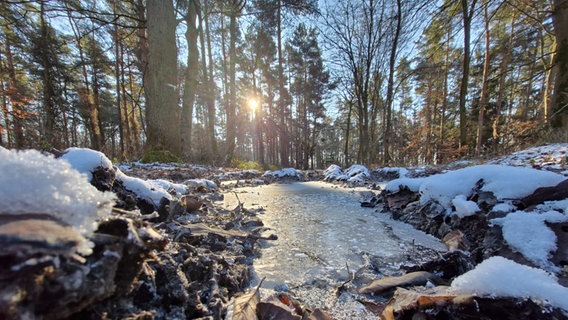 Eis auf einer Pfütze in einem Wald. © NDR Foto: Anke Lange