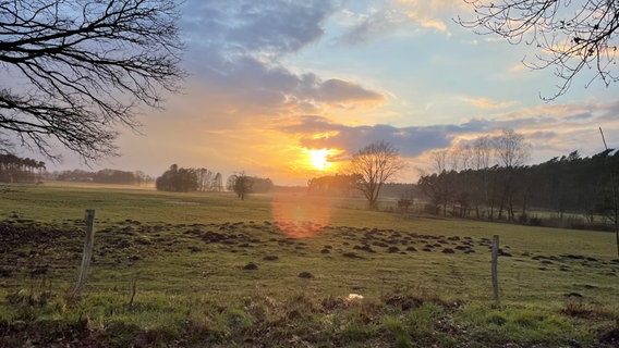 Blick über eine Wiese in Nienburg. © NDR Foto: Martina Engel