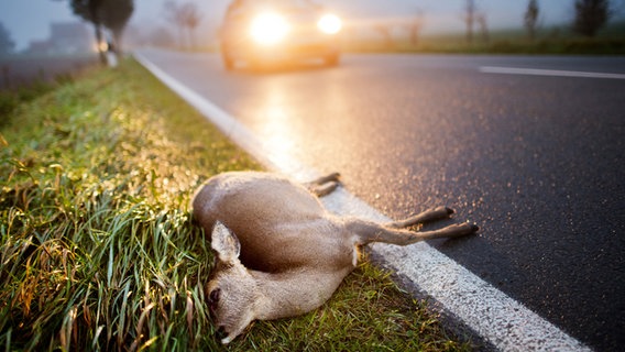 Ein totes Reh am Straßenrand.  An dpa: "Erhöhtes Risiko für Unfälle mit Wildtieren aufgrund der Zeitumstellung".  © dpa-Bildfunk Foto: Julian Stratenschulte/dpa