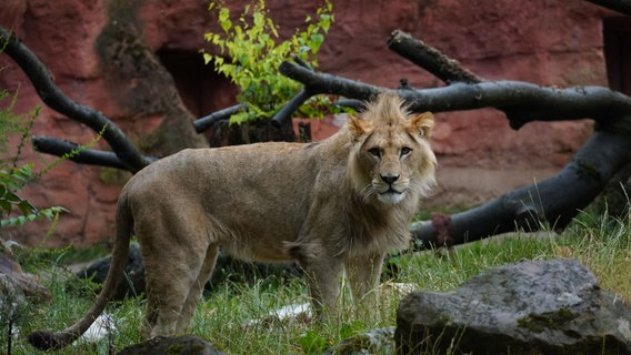 Ein junger Berberlöwe befindet sich in einem Zoo-Gehege und blickt in die Kamera. © Erlebnis-Zoo Hannover 