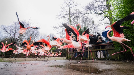 Flamingos laufen durch ihr Gehege im Zoo Hannover. © dpa-Bildfunk Foto: Julian Stratenschulte