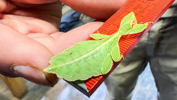 Ein wandelndes Blatt (eine Gespenstschrecke) sitzt auf einem Zollstock im Zoo Hannover. © dpa-Bildfunk Foto: Julian Stratenschulte