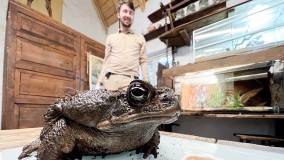 Eine Aga-Kröte sitzt auf einer Waage im Zoo Hanover. © dpa-Bildfunk Foto: Julian Stratenschulte