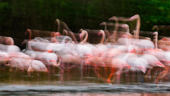 Flamingos stehen in ihrem Gehege im Zoo Hannover (Aufnahme mit langer Verschlusszeit). © dpa-Bildfunk Foto: Julian Stratenschulte