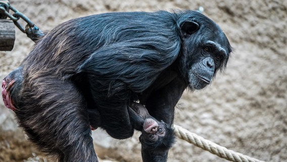 Schimpansen-Mutter Tamika hat im Zoo Osnabrück ein Jungtier zur Welt gebracht © Zoo Osnabrück Foto: Hanna Räckers