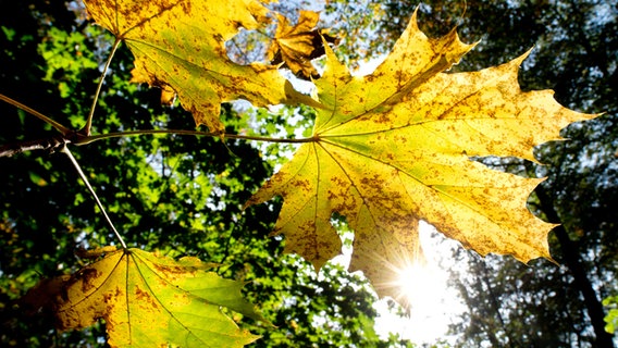 Die Sonne scheint durch das herbstlich verfärbte Blatt eines Ahornbaumes im Hannoveraner Stadtwald Eilenriede. © dpa-Bildfunk 