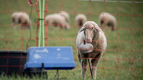 Ein Schaf steht hinter einem Weideschutzzaun © picture alliance/dpa Foto: Sebastian Gollnow