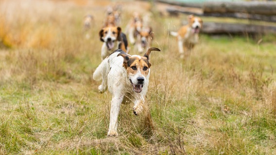 Die Hunde der Niedersachsen-Meute (English Foxhound) jagen der Fährte hinterher. © picture alliance/dpa Foto: Michael Matthey