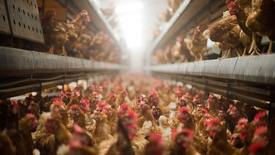 In einem Hühnerstall stehen Legehennen für die Produktion von Eiern aus Freilandhaltung dicht beieinander. © dpa-Bildfunk Foto: Julian Stratenschulte