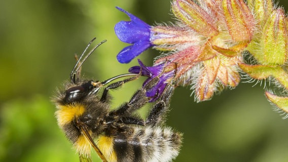 Eine Gartenhummel nimmt Pollen von einer Blüte auf. © picture alliance/blickwinkel | R. Guenter Foto: R. Guenter