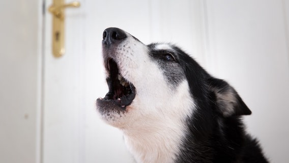 Ein Hund heult in einer Wohnung. © picture alliance / dpa Themendienst | Florian Schuh Foto: Florian Schuh