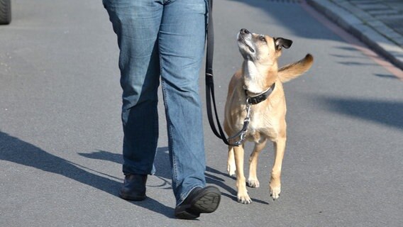 Hundebesitzerin Anja mit ihrem Mischlingshund Joy beim Spaziergang. © dpa-Bildfunk Foto: Carmen Jaspersen