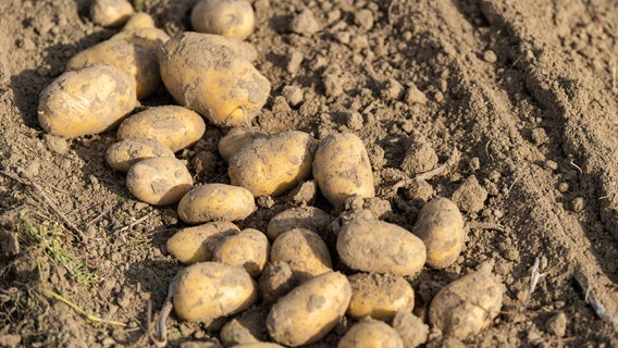 Kartoffeln liegen auf einem Feld, nachdem sie mit einem Schwadleger aus der Erde geholt worden sind. © picture alliance / dpa Foto: Philipp Schulze