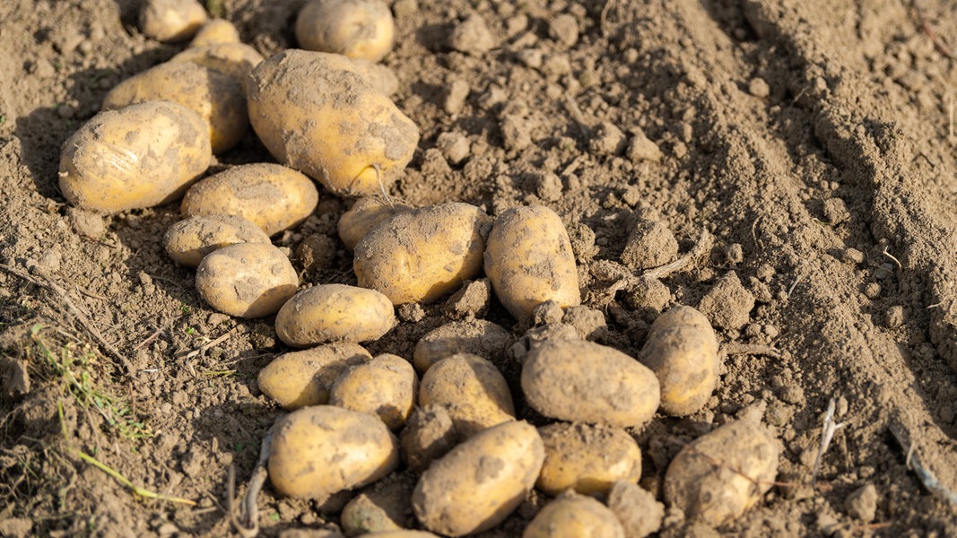 Kartoffeln liegen auf einem Feld, nachdem sie mit einem Schwadleger aus der Erde geholt worden sind.
