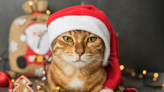 Eine Katze mit einer Weihnachtsmannmütze sitzt in Weihnachtsdeko und guckt in die Kamera. © picture alliance / Zoonar | Svetlana Sultanaeva Foto: Svetlana Sultanaeva