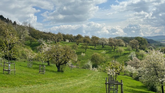 Auf einem Feld stehen viele verschiedene Kirschbäume. © Landkreis Holzminden Foto: Landkreis Holzminden