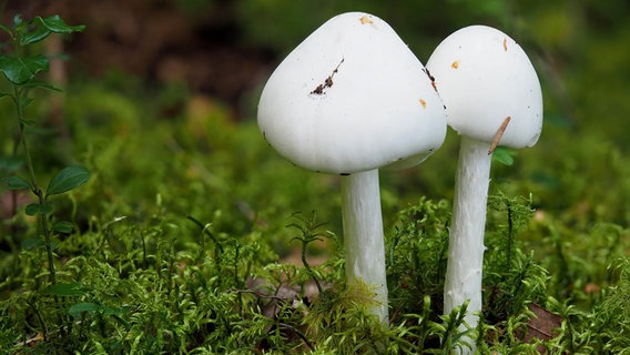 Kegelhütige Knollenblätterpilze wachsen im Wald. © picture alliance / Zoonar | Tarabalu Foto: Tarabalu