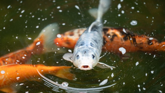 Koi-Karpfen schwimmen in einem Teich. © picture alliance/dpa Foto: Silas Stein