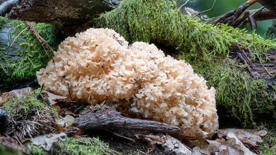 Eine krause Glucke wächst an einem Baum. © picture alliance / Zoonar | HJ Janda Foto: HJ Janda