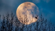 Ein Vogel sitzt vor dem Vollmond auf einem Zweig. © Nord-West-Media TV 